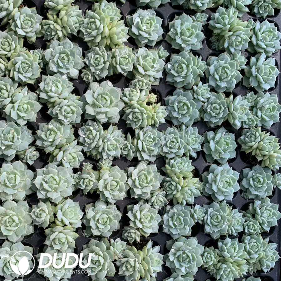 02897D30.jpg 105pcs Echeveria Jingye Seedlings - Image 1