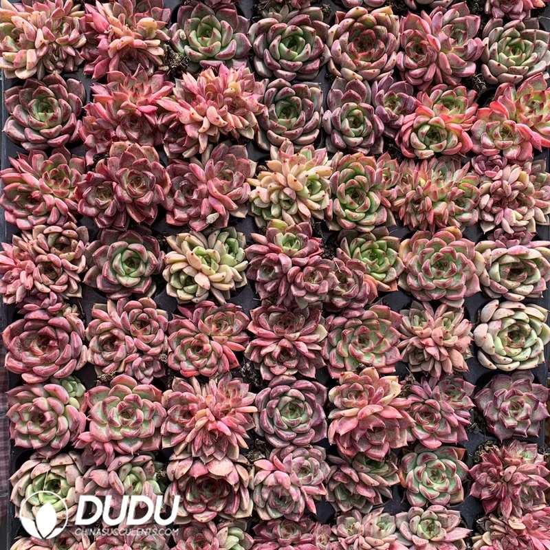 02899D30.jpg 105pcs Echeveria Night Seedlings - Image 1