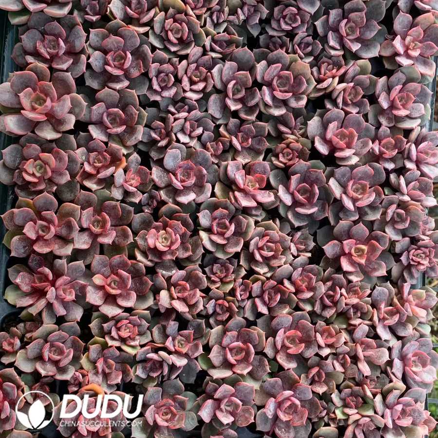 02901D30.jpg 105pcs Echeveria Dahong Pao Seedlings - Image 1