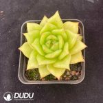 Echeveria Rose Variegated