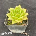 Echeveria Rose Variegated - Image 2