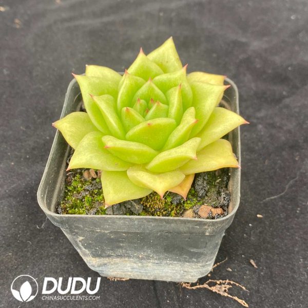 Echeveria Rose Variegated - Image 2