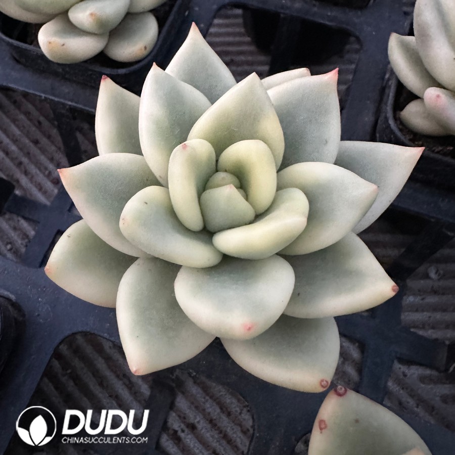 03670D75.jpg Echeveria Pine Of Blessing Variegated - Image 1