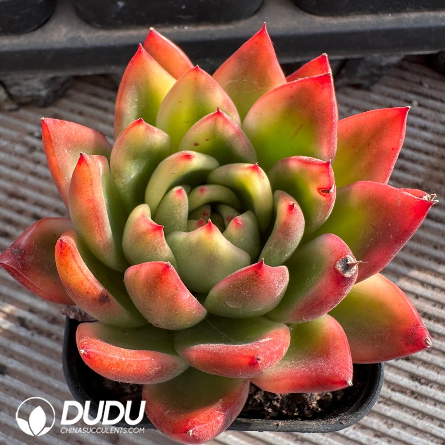 03680D55.jpg Echeveria Agavoides Painted Face Variegated - Image 1