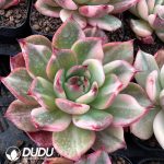 Echeveria Flamenco Variegated