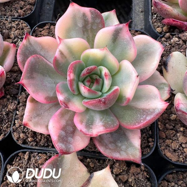 Echeveria Flamenco Variegated - Image 2