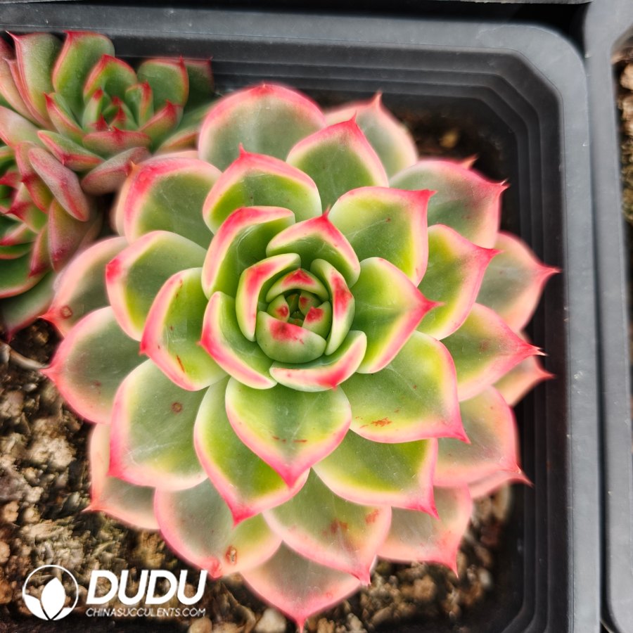 04266D110.jpg Echeveria peach variegated - Image 1