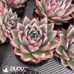 Echeveria Marilyn Variegated