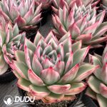 Echeveria Marilyn Variegated - Image 2