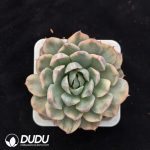 Echeveria Strawberry Cake Variegated