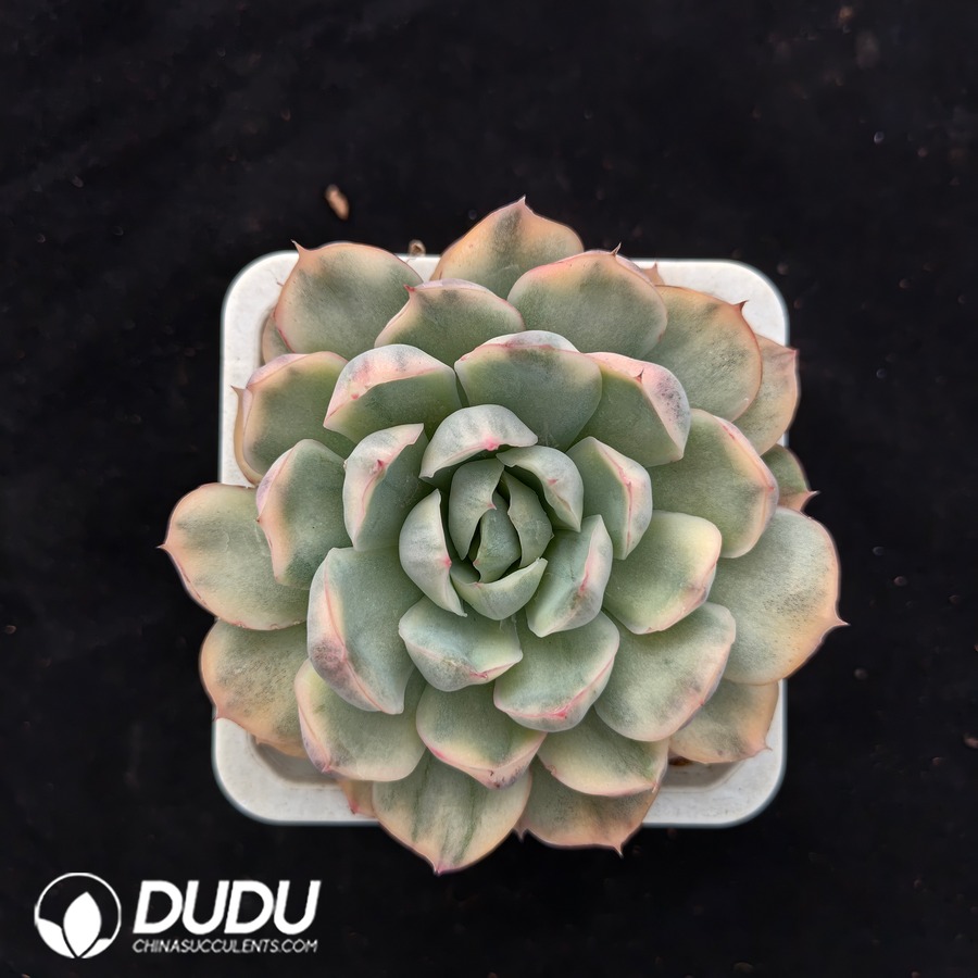 04714D100.jpg Echeveria Strawberry Cake Variegated - Image 1