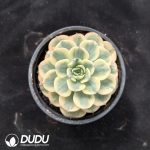 Echeveria Nana Mini Hook Variegated