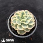 Echeveria Nana Mini Hook Variegated - Image 2