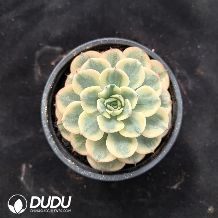 04733D90.jpg Echeveria Nana Mini Hook Variegated - Image 1