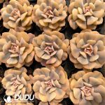 Echeveria Exotic Variegated - Image 2