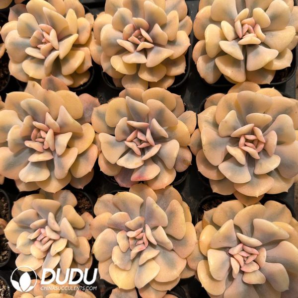 Echeveria Exotic Variegated - Image 2