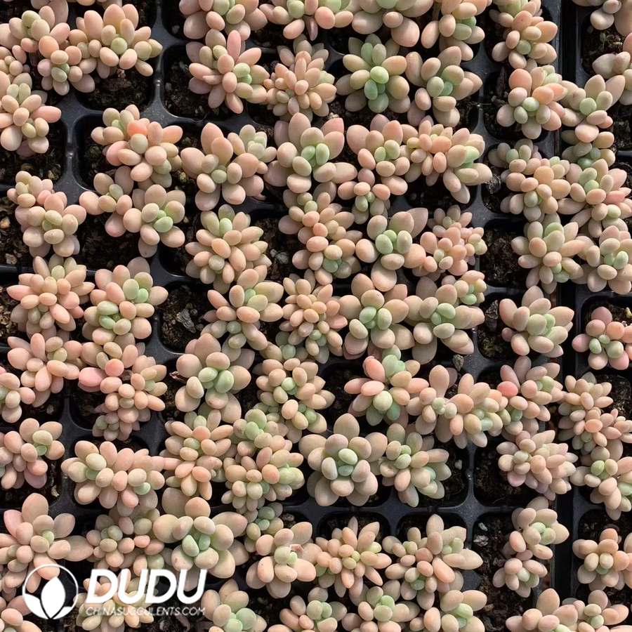 05453D30.jpg 105pcs Graptopetalum Perfume Miul Seedlings - Image 1