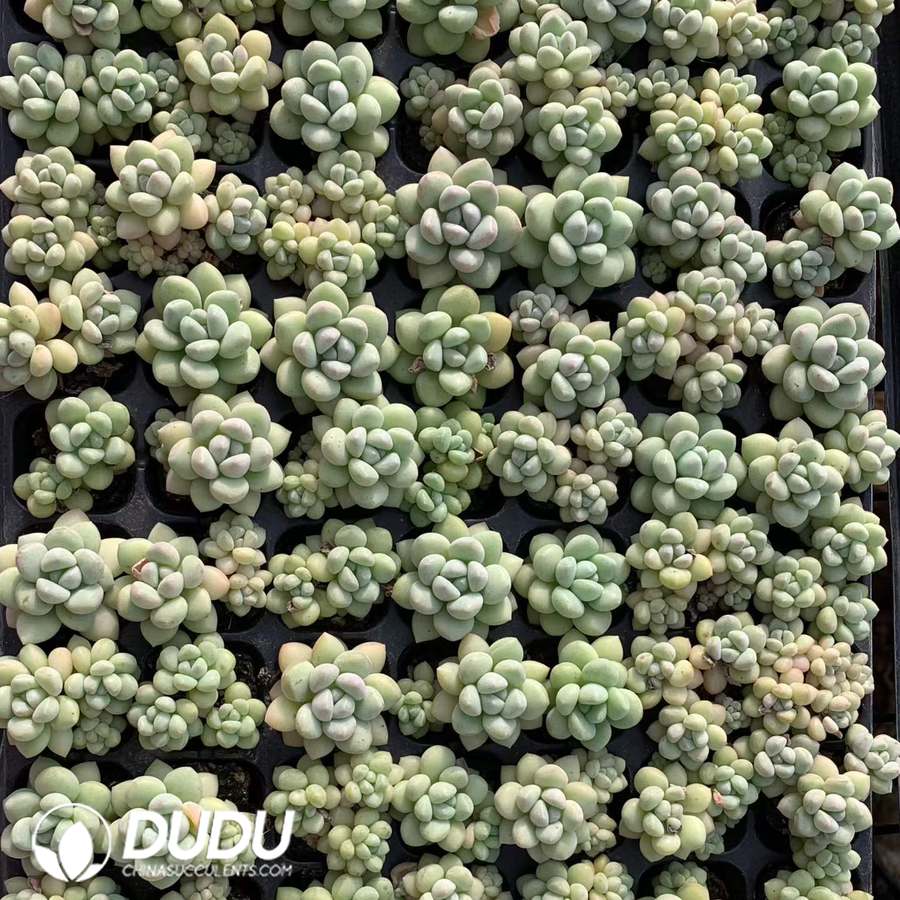 05454D30.jpg 105pcs Graptopetalum Bubble Gum Seedlings - Image 1