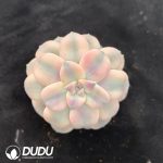 Graptopetalum Superbum Variegated
