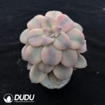 Graptopetalum Superbum Variegated - Image 2