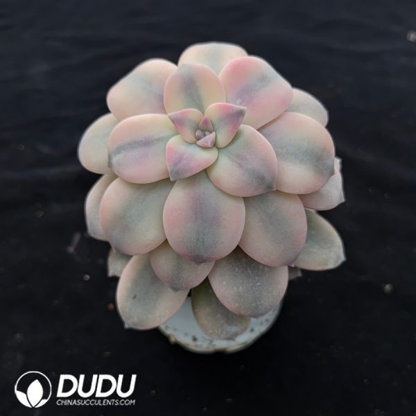 Graptopetalum Superbum Variegated - Image 2
