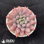 Pachyphytum Red Dragonfly