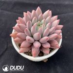Pachyphytum Red Dragonfly - Image 2
