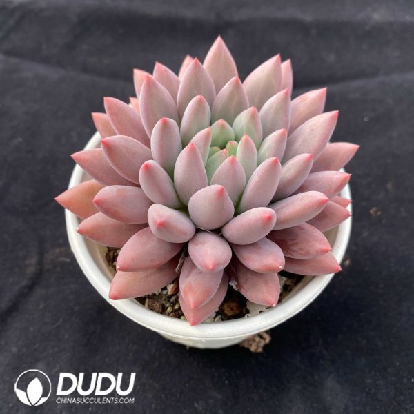 Pachyphytum Red Dragonfly - Image 2
