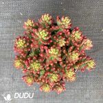 Sedum rubrotinctum Aurora