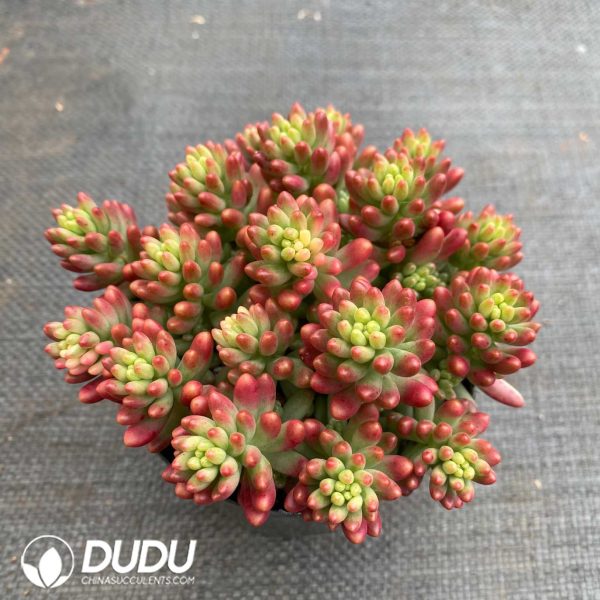 Sedum rubrotinctum Aurora - Image 2