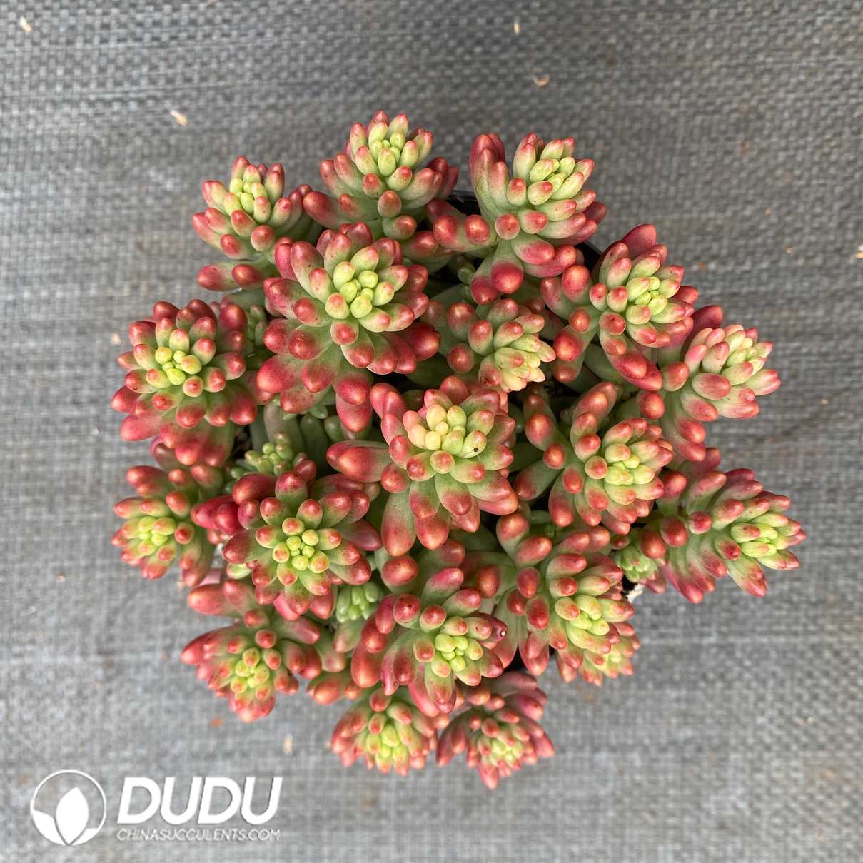 06979D120.jpg Sedum rubrotinctum Aurora - Image 1