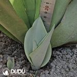 Sansevieria Moonshine