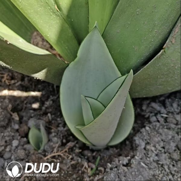 Sansevieria Moonshine - Image 2