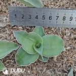 Sansevieria Sword leaf warrior seedling