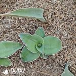 Sansevieria Sword leaf warrior seedling - Image 2