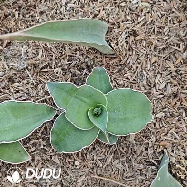 Sansevieria Sword leaf warrior seedling - Image 2