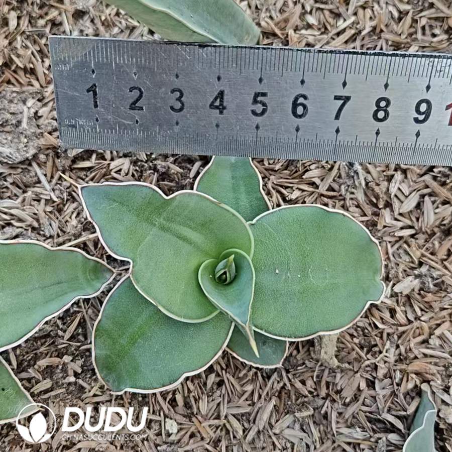 07232D100.jpg Sansevieria Sword leaf warrior seedling - Image 1
