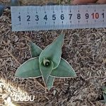 Sansevieria Power seedlings