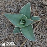 Sansevieria Power seedlings - Image 2