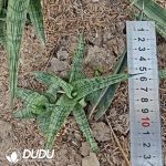 Sansevieria Crocodile Rock seedlings