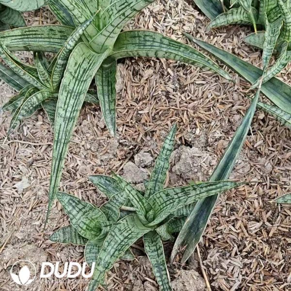Sansevieria Crocodile Rock seedlings - Image 2
