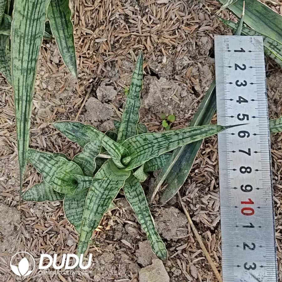 07238D100.jpg Sansevieria Crocodile Rock seedlings - Image 1