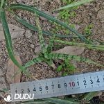 Sansevieria white snake seedlings