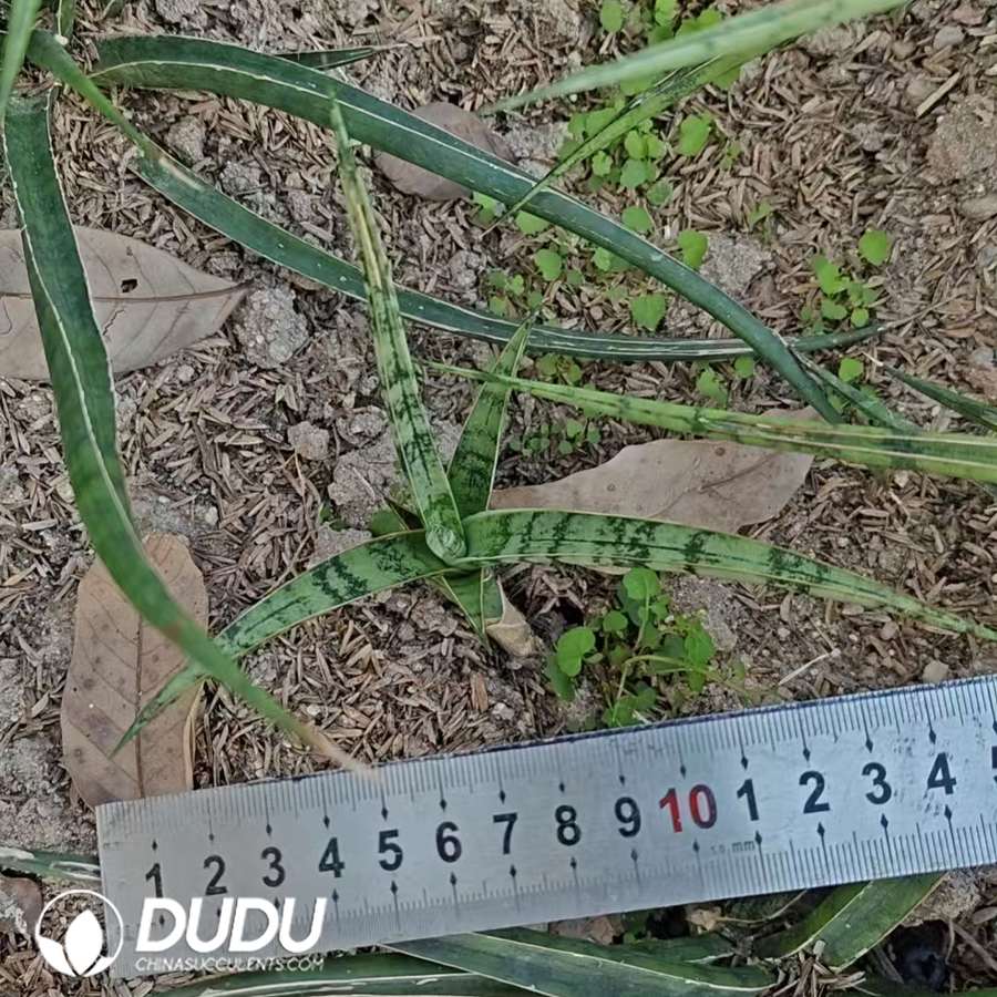 07242D100.jpg Sansevieria white snake seedlings - Image 1