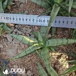 Sansevieria pink banana