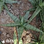 Sansevieria pink banana - Image 2