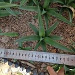 Sansevieria green banana