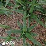 Sansevieria green banana - Image 2