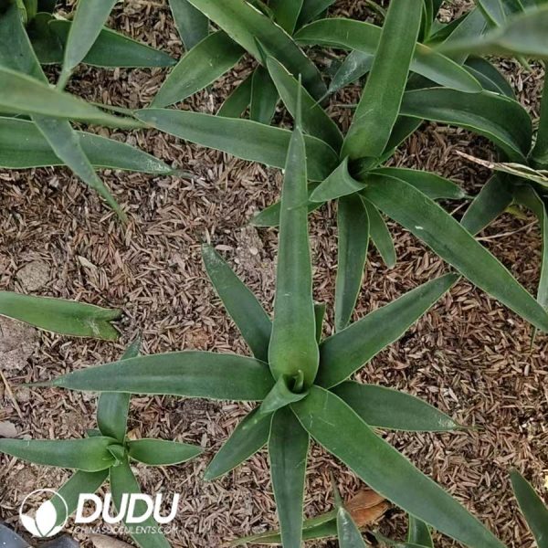 Sansevieria green banana - Image 2