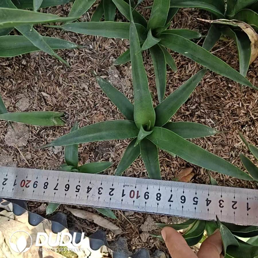 07244D100.jpg Sansevieria green banana - Image 1